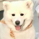 遥遥的鹿