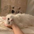 关伯兰_t6LA