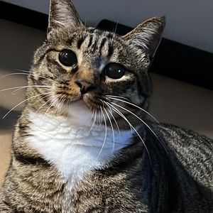 podcaster-avatar