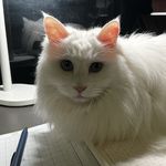 毛豆豆毛毛的