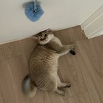 皮皮猪不想讲话