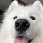 大薯不沾番茄酱