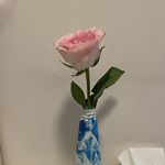 菜菜不晓得