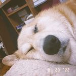 熊猫_老王