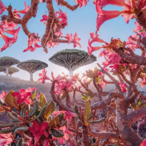 Vol.91 索科特拉岛|绮丽的外星世界