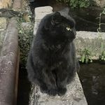 胜心
