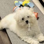 丸子不打烊