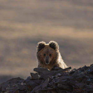 你们很像熊大熊二,我们可不当“光头强”