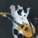 银渐层每天都在发疯