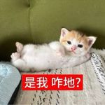 猫猫大王来也