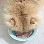 小白茶_