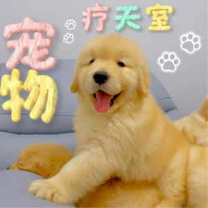 VOL.3 宠物食品和营养