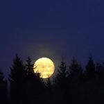 Snowbaby西贡月亮