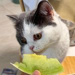 怪味豆豆芽