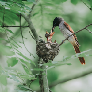 禅修老师让孩子接触电子产品吗？