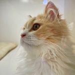 annazi