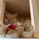 米多多和西红狮