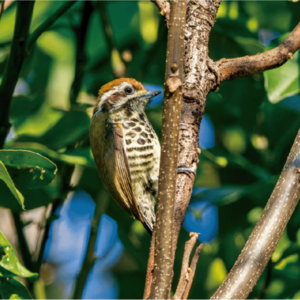 Vol.514|观鸟，一门新生意