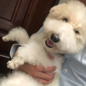 vol.52 如何面对宠物的死亡