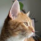 真命天猫