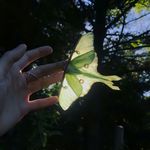 朴拓峪