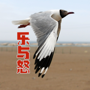 005-乐与怒（下）