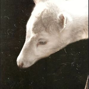 podcaster-avatar