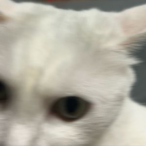 作业交完了号归我了