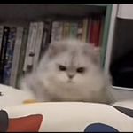 小学鸡嘻嘻