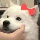 Annie酱酱