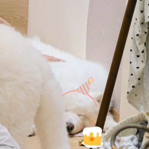 09十七年秋一岁生日快乐！