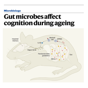712-肠道菌群：老化与认知衰退的纽带