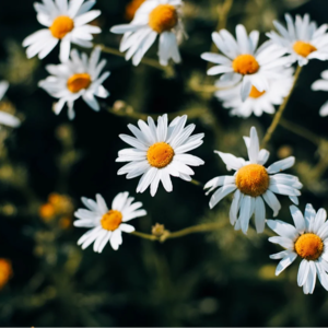 高能量与低累点,提高“生命力”大作战