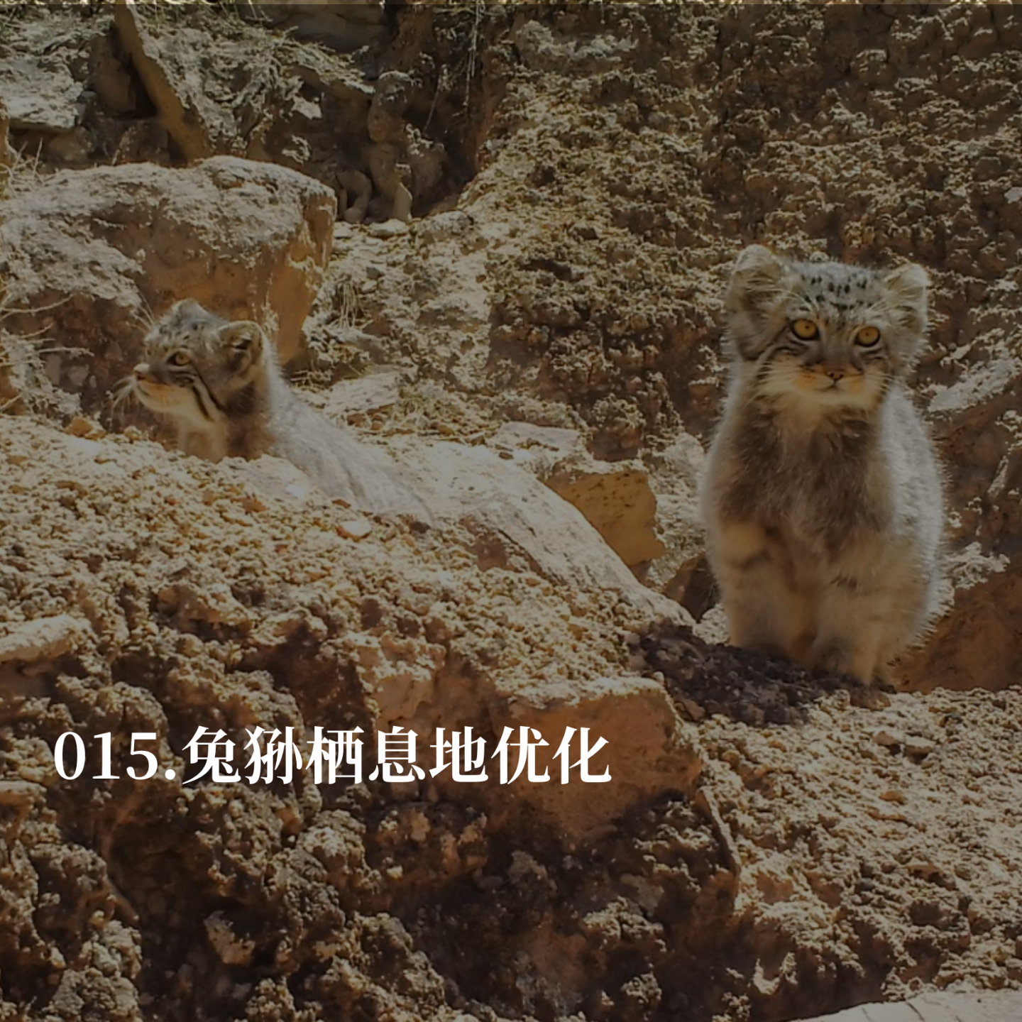 015.我们在荒漠里，给野生兔狲盖了一座房子 episode artwork