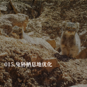 015.我们在荒漠里，给野生兔狲盖了一座房子