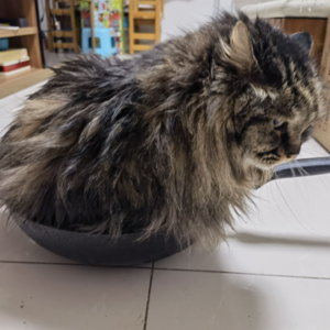 石破茂只隔一天又当上首相了