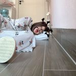 叙利亚卖煎饼果子的