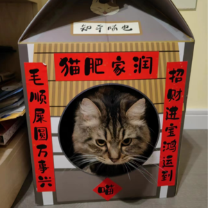 向世界宣告我还活着|春节特辑