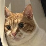 考拉国小勇士