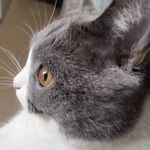 希望每天开心的安博