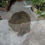 肥猫头