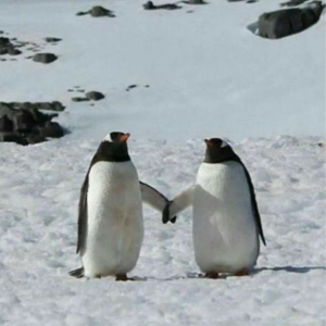 【串台】E05 小咨询师生态观察