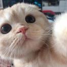 尾巴有一只猫