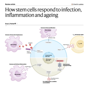 063-How stem cells respond to infection/inflammation/ageing