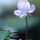 陶思羽