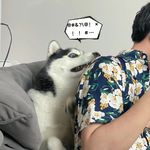 紫菜小叶子