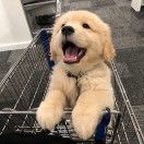 Iam银子总会发光