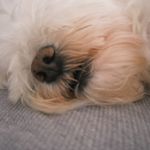 Annie蛋白