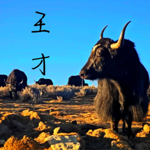 Vol.49 淄博烧烤与南阳迷笛:透视当代青年