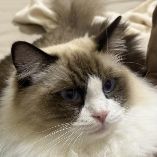 诺基亚上调至买入评级，目标价10.7欧元